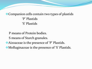Companion cells contain two types of plastids
‘P’ Plastids
‘S’ Plastids
P means of Protein bodies.
S means of Starch granules.
Aizoaceae is the presence of ‘P’ Plastids.
Molluginaceae is the presence of ‘S’ Plastids.
 
