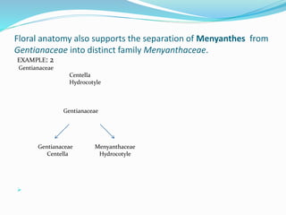 Floral anatomy also supports the separation of Menyanthes from
Gentianaceae into distinct family Menyanthaceae.
EXAMPLE: 2
Gentianaceae
Centella
Hydrocotyle
Gentianaceae
Gentianaceae Menyanthaceae
Centella Hydrocotyle

 