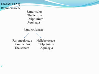 EXAMPLE: 3
Ranunculaceae:
Ranunculus
Thalictrum
Delphinium
Aquilegia
Ranunculaceae
Ranunculaceae Helleboraceae
Ranunculus Delphinium
Thalictrum Aquilegia

 