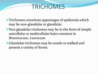 TRICHOMES
Trichomes constitute appentages of epidermis which
may be non-glandular or glandular.
Non glandular trichomes may be in the form of simple
unicellular or multicellular hairs common in
Brassicaceae, Lauraceae.
Glandular trichomes may be sessile or stalked and
present a variety of forms.
 