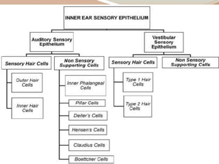 Anatomy internal ear | PPTX