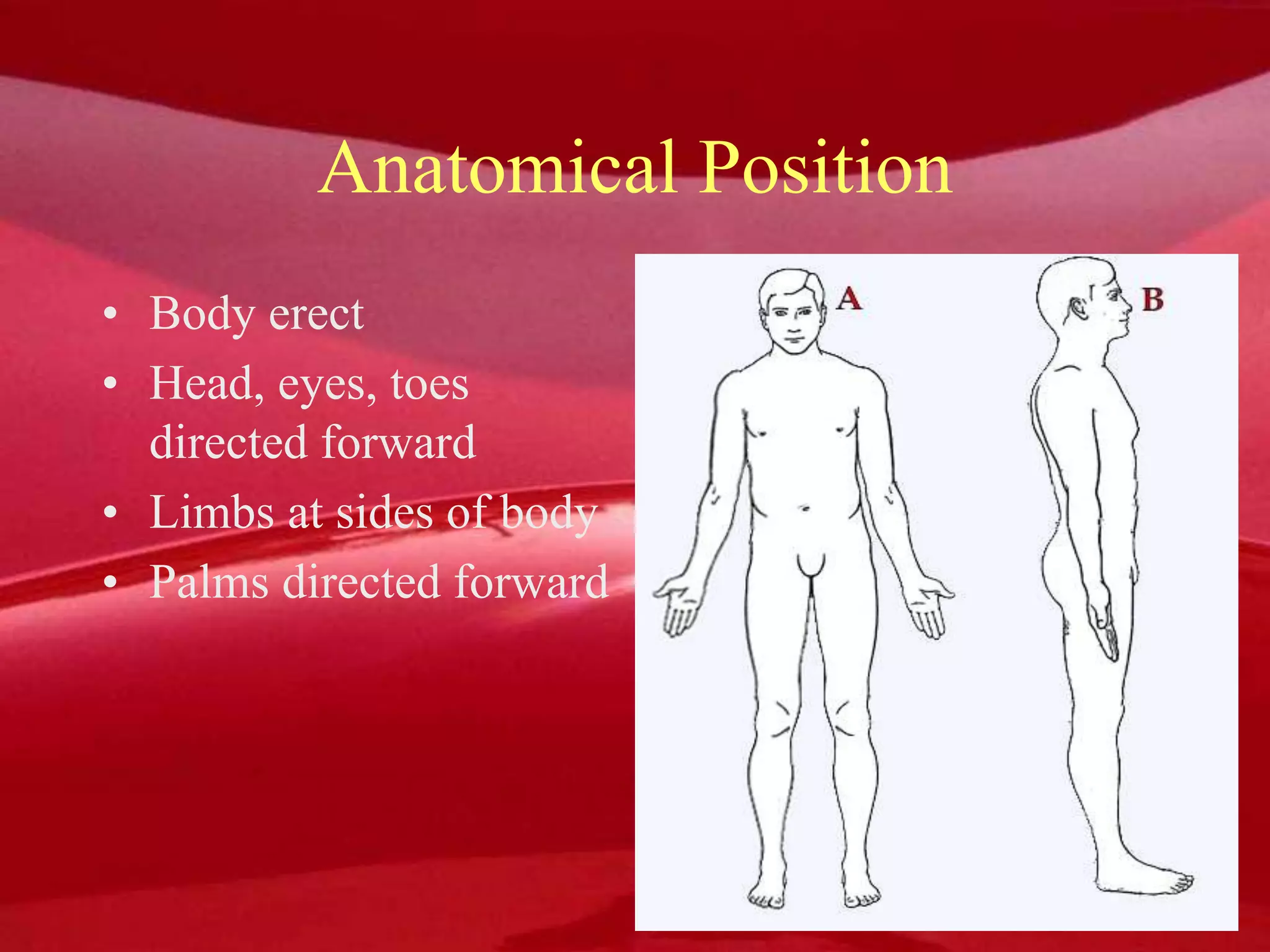 Anatomical Position
• Body erect
• Head, eyes, toes
directed forward
• Limbs at sides of body
• Palms directed forward
 
