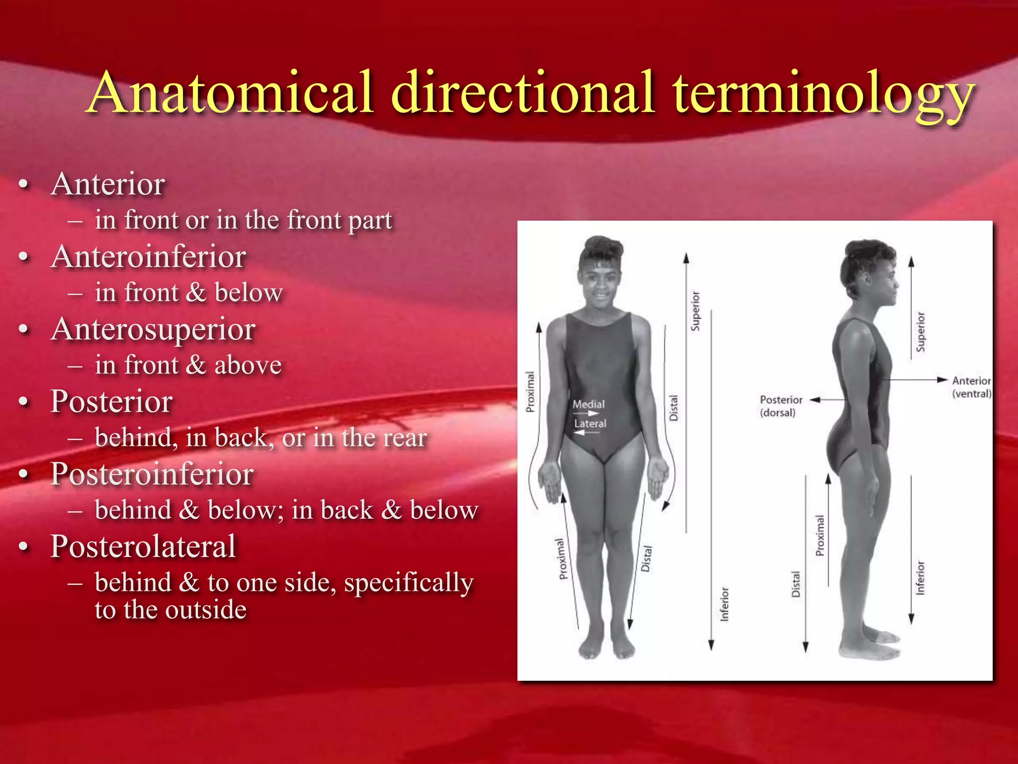 Anatomical directional terminology
• Anterior
– in front or in the front part
• Anteroinferior
– in front & below
• Anterosuperior
– in front & above
• Posterior
– behind, in back, or in the rear
• Posteroinferior
– behind & below; in back & below
• Posterolateral
– behind & to one side, specifically
to the outside
 
