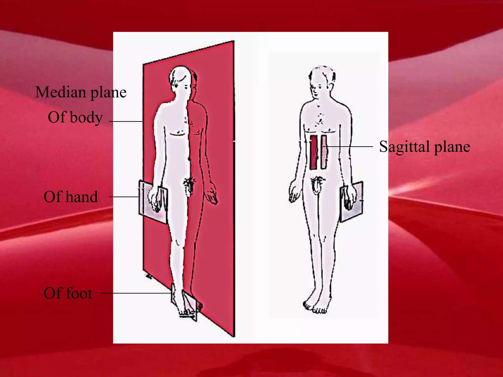 Median plane
Of body
Of hand
Of foot
Sagittal plane
 