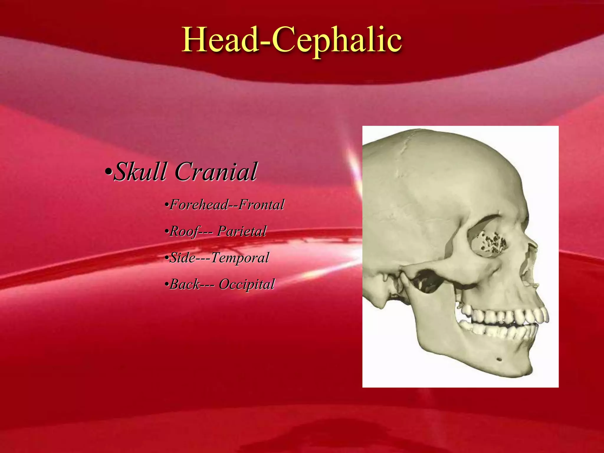 Head-Cephalic
•Skull Cranial
•Forehead--Frontal
•Roof--- Parietal
•Side---Temporal
•Back--- Occipital
 