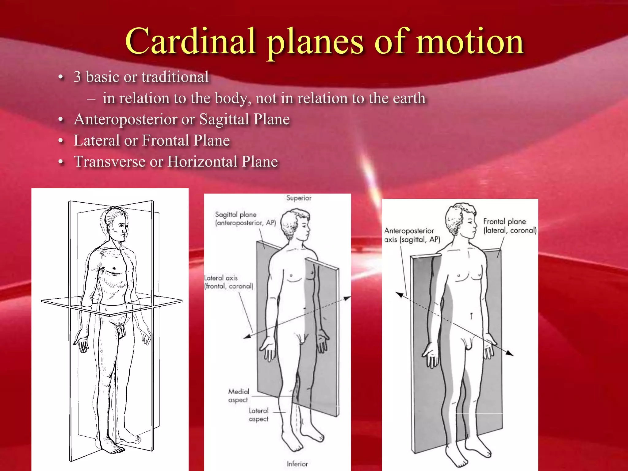 Cardinal planes of motion
• 3 basic or traditional
– in relation to the body, not in relation to the earth
• Anteroposterior or Sagittal Plane
• Lateral or Frontal Plane
• Transverse or Horizontal Plane
 