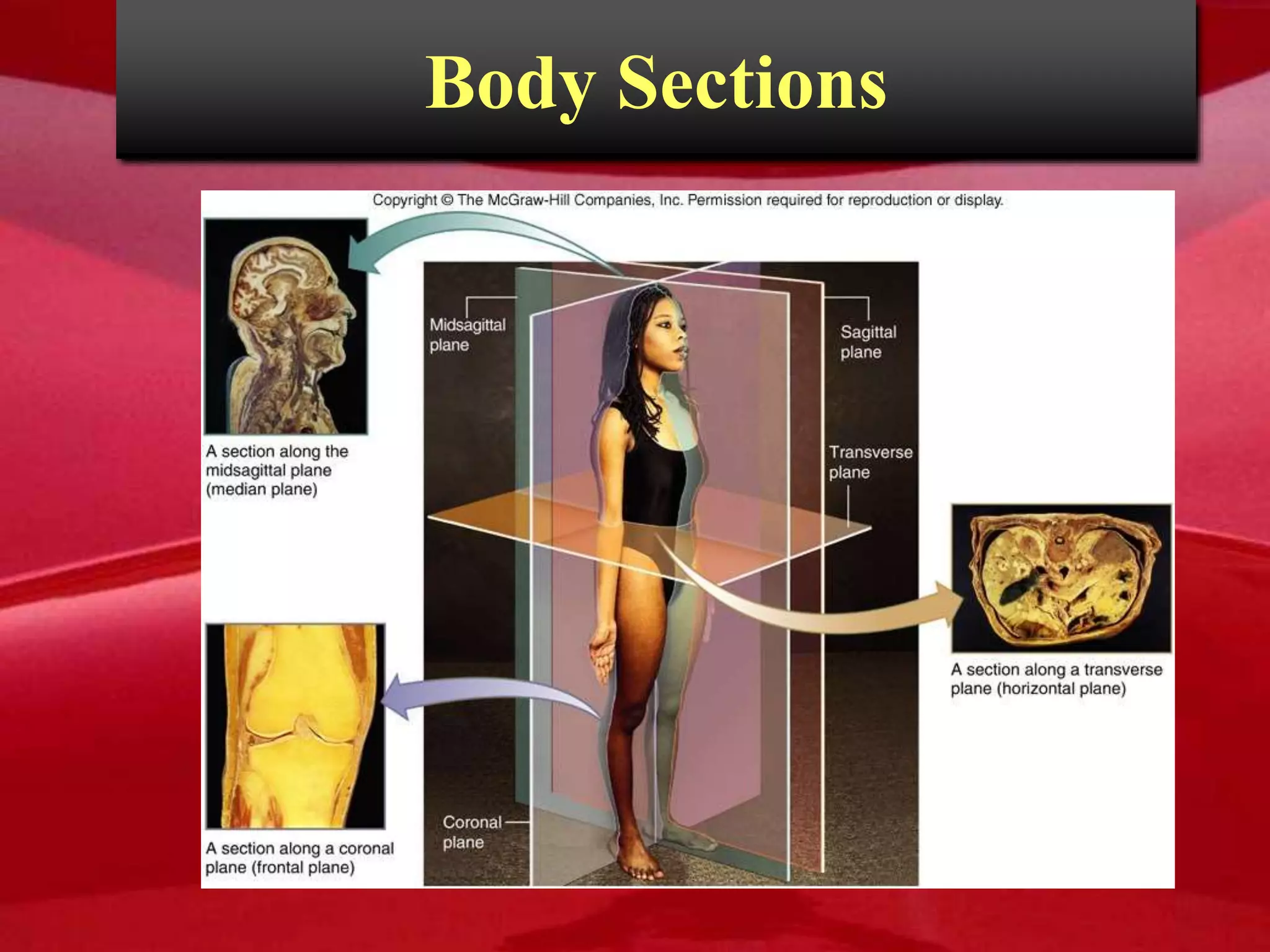 Body Sections
 