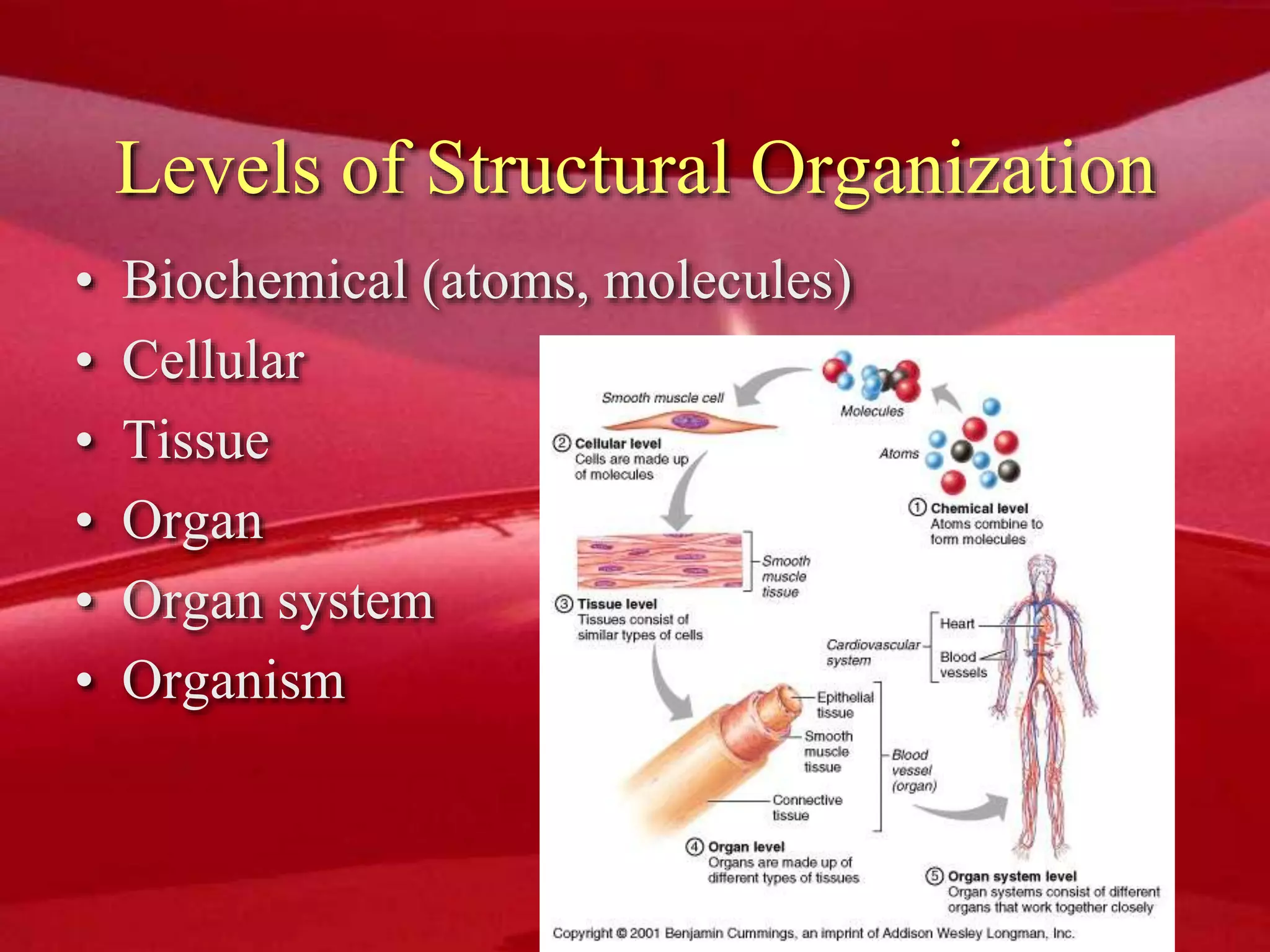 Levels of Structural Organization
• Biochemical (atoms, molecules)
• Cellular
• Tissue
• Organ
• Organ system
• Organism
 