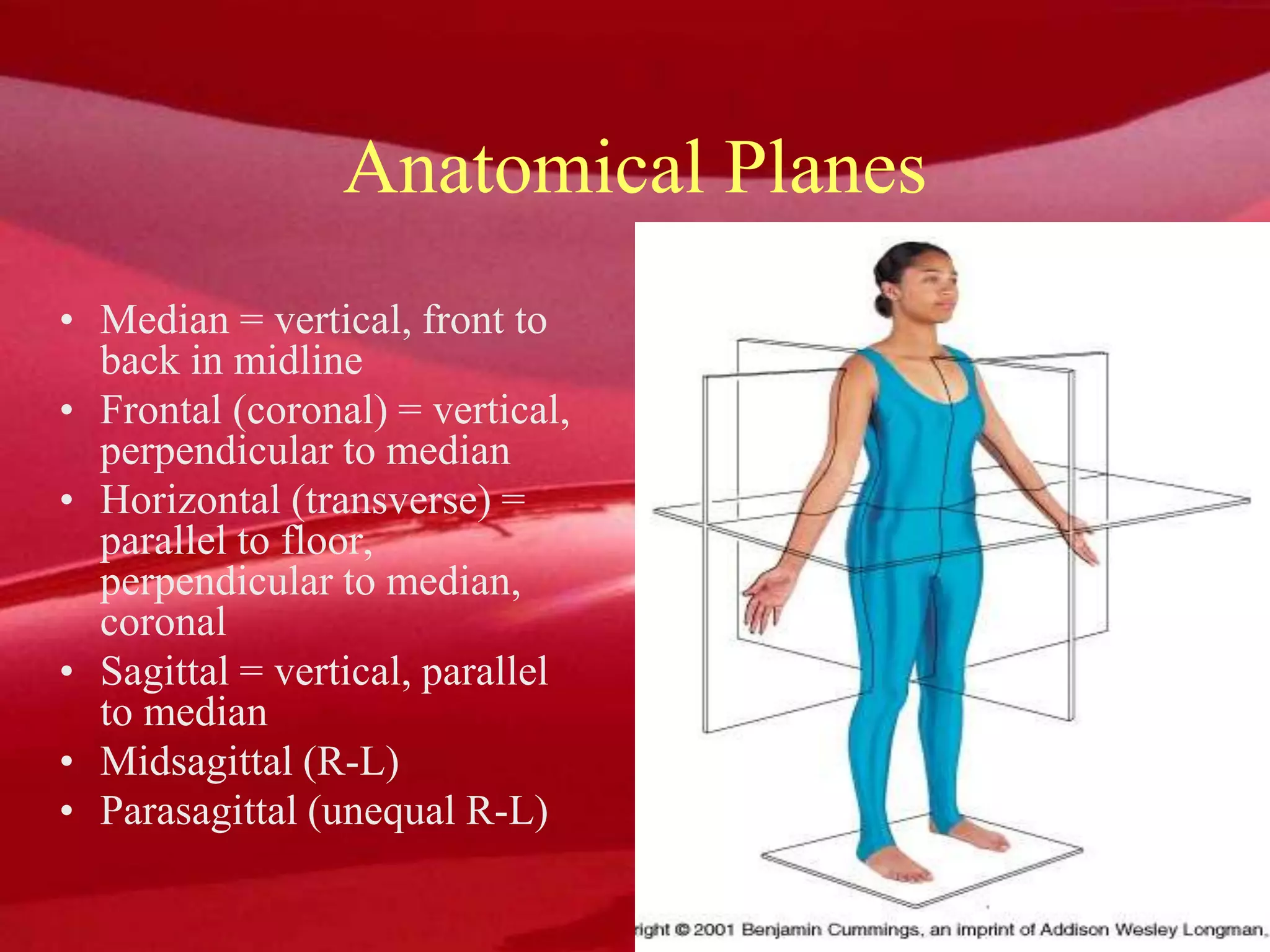Anatomical Planes
• Median = vertical, front to
back in midline
• Frontal (coronal) = vertical,
perpendicular to median
• Horizontal (transverse) =
parallel to floor,
perpendicular to median,
coronal
• Sagittal = vertical, parallel
to median
• Midsagittal (R-L)
• Parasagittal (unequal R-L)
 