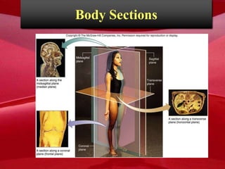 Anatomy introduction | PPTX