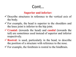 Rostral Example Example anatomy introduction.pptx
