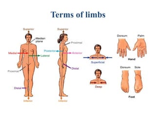 Limbs Reference anatomy introduction.pptx