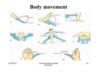 anatomy introduction.pptx