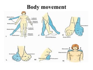 anatomy introduction.pptx