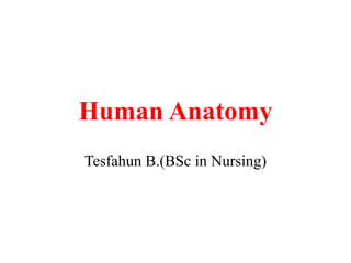 Human Anatomy
Tesfahun B.(BSc in Nursing)
 