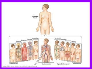 Anatomy Introduction.ppt