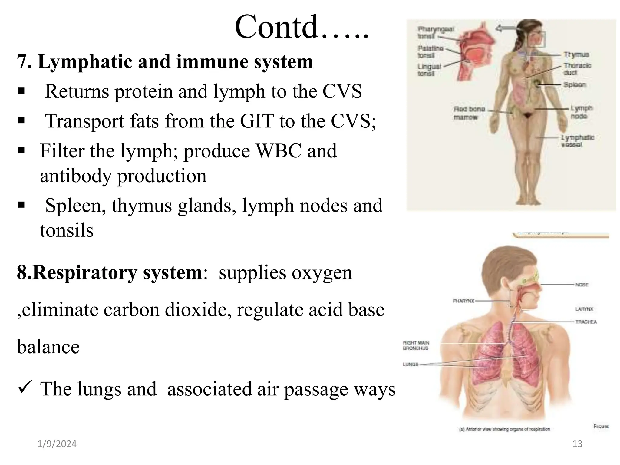 Anatomy introduction.pptx
