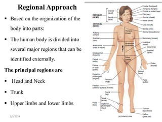 Regional Approach
 Based on the organization of the
body into parts:
 The human body is divided into
several major regions that can be
identified externally.
The principal regions are
 Head and Neck
 Trunk
 Upper limbs and lower limbs
1/9/2024 17
 