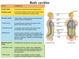 Body cavities
1/9/2024 19
 