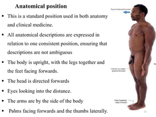 Anatomical position
 This is a standard position used in both anatomy
and clinical medicine.
 All anatomical descriptions are expressed in
relation to one consistent position, ensuring that
descriptions are not ambiguous
 The body is upright, with the legs together and
the feet facing forwards.
 The head is directed forwards
 Eyes looking into the distance.
 The arms are by the side of the body
 Palms facing forwards and the thumbs laterally.
1/9/2024 21
 