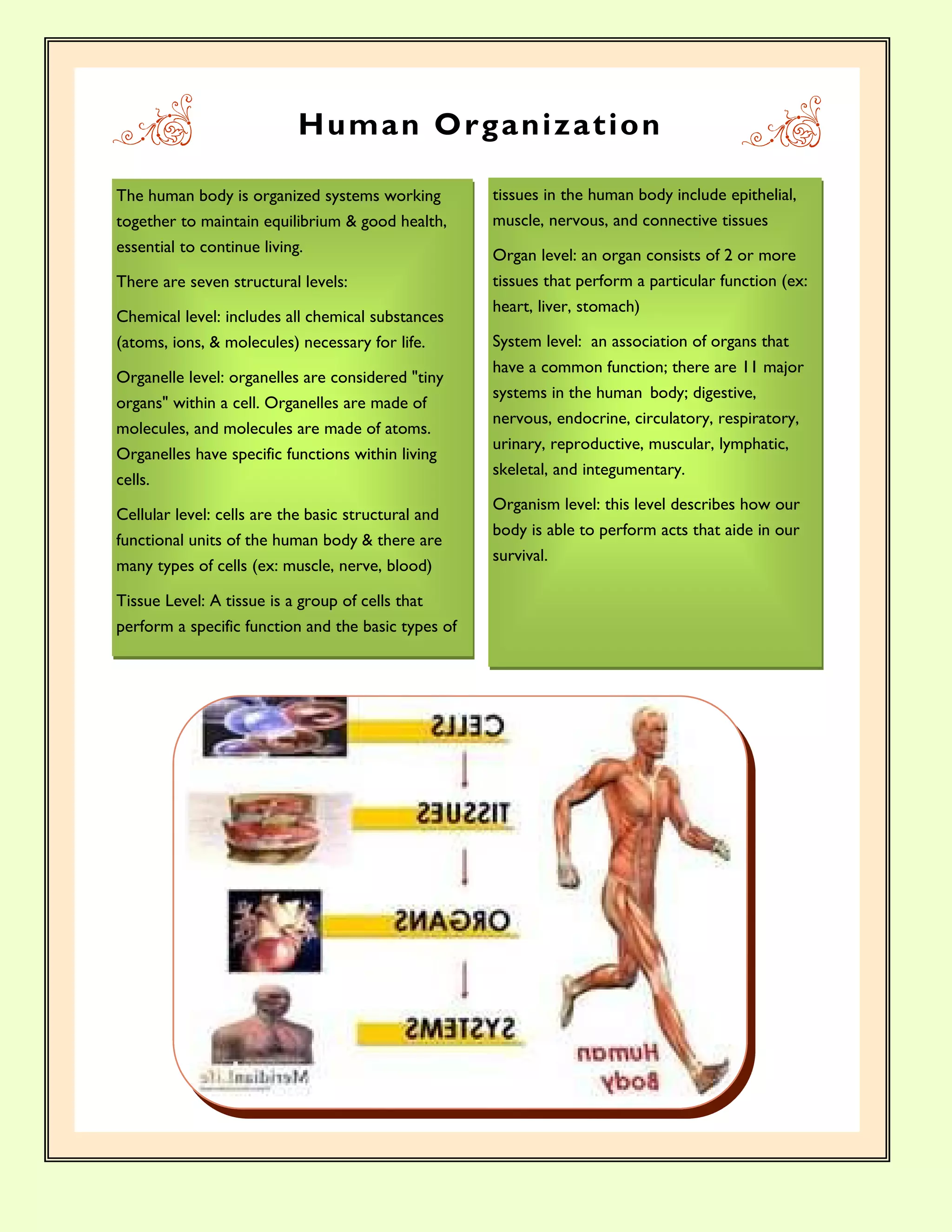 H u ma n O rga n iza t io n

The human body is organized systems working          tissues in the human body include epithelial,
together to maintain equilibrium & good health,      muscle, nervous, and connective tissues
essential to continue living.                        Organ level: an organ consists of 2 or more
There are seven structural levels:                   tissues that perform a particular function (ex:
                                                     heart, liver, stomach)
Chemical level: includes all chemical substances
(atoms, ions, & molecules) necessary for life.       System level: an association of organs that
                                                     have a common function; there are 11 major
Organelle level: organelles are considered "tiny
                                                     systems in the human body; digestive,
organs" within a cell. Organelles are made of
                                                     nervous, endocrine, circulatory, respiratory,
molecules, and molecules are made of atoms.
                                                     urinary, reproductive, muscular, lymphatic,
Organelles have specific functions within living
                                                     skeletal, and integumentary.
cells.
                                                     Organism level: this level describes how our
Cellular level: cells are the basic structural and
                                                     body is able to perform acts that aide in our
functional units of the human body & there are
                                                     survival.
many types of cells (ex: muscle, nerve, blood)

Tissue Level: A tissue is a group of cells that
perform a specific function and the basic types of
 