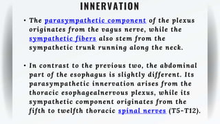 INNERVATION
• The parasympathetic component of the plexus
originates from the vagus nerve, while the
sympathetic fibers also stem from the
sympathetic trunk running along the neck.
• In contrast to the previous two, the abdominal
part of the esophagus is slightly different. Its
parasympathetic innervation arises from the
thoracic esophagealnervous plexus, while its
sympathetic component originates from the
fifth to twelfth thoracic spinal nerves (T5-T12).
 