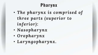 Pharynx
• The pharynx is comprised of
three parts (superior to
inferior):
• Nasopharynx
• Oropharynx
• Laryngopharynx.
 