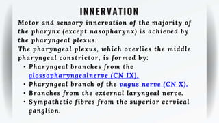 INNERVATION
Motor and sensory innervation of the majority of
the pharynx (except nasopharynx) is achieved by
the pharyngeal plexus.
The pharyngeal plexus, which overlies the middle
pharyngeal constrictor, is formed by:
• Pharyngeal branches from the
glossopharyngealnerve (CN IX).
• Pharyngeal branch of the vagus nerve (CN X).
• Branches from the external laryngeal nerve.
• Sympathetic fibres from the superior cervical
ganglion.
 