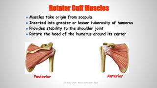 Comprehensive Anatomy of Shoulder and Back Muscles: Structure, Function ...