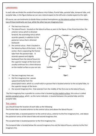 LANDMARKS
In each side we divide the cerebral hemispheres into 4 lobes; frontal lobe, parietal lobe, temporal lobe, and
occipital lobe, in the figure below we can see a lateral aspect to the left and a medial aspect to the right.
Of course, we use landmarks to divide these cerebral hemispheres on the lateral surface into these lobes,
two of these landmarks are true, while the other two are imaginary lines:
 The two true lines are:
1- The lateral fissure : located on the lateral surface as seen in the figure, it has three branches; the
anterior ramus which is directed
forward, the ascending ramus which
ascends upward, in addition to the
posterior ramus that is directed
backward
2- the central sulcus : that is located in
the lateral surface of the brain, in the
center, that is separating the frontal
lobe from the parietal lobe. It
ascends upward and slightly
backward from the lateral fissure to
the superior margin of the brain and
usually continues for a short distance
on the medial surface as you can see.

 The two imaginary lines are:
1- the first imaginary line : passes
upward vertically from the
preoccipital notch, which is a small notch or groove that is located anterior to the occipital lobe, to
the superior margin of the brain.
2- the second imaginary line : that extends from the middle of the first one to the lateral fissure.
The first imaginary line is parallel to a sulcus that is located on the medial surface, this sulcus is called
parieto-occipital sulcus, which –as the name indicates- is located between the parietal lobe and the
occipital lobe.

THE LOBES :
you should know the location of each lobe as the following:
The frontal lobe is located anterior to the central sulcus and above the lateral fissure.
The parietal lobe, is located posterior to the central sulcus, anterior to the first imaginary line , and above
the posterior ramus of the lateral lobe and second imaginary line.
The occipital lobe is located posterior to the first imaginary line.
The temporal lobe is located below the second imaginary line and the lateral fissure, anterior to the first
imaginary line.

 