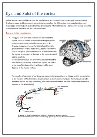 Gyri and Sulci of the cortex
Before we start we should know that the numbers that are present in the following pictures are called
Brodmann areas, and Brodmann is a scientist who classified the different cortical areas based on their
microscopic anatomy (such as the thickness of layers and other criteria) into 52 areas. You should know the
numbers of the areas that we will talk about them.

THE GYRI OF THE FRONTAL LOBE
 The gyrus that is located anterior and parallel to the
central sulcus is known anatomically as the precentral
gyrus (corresponding to the Brodmann area n. 4).
Anyway, this gyrus is known functionally as the motor
gyrus (or motor cortex, motor area), because the nerve
cells of this gyrus generate the motor orders that enable
the muscle to contract, so damage to the motor area will
lead to paralysis.
like the central sulcus, the precentral gyrus starts at the
lateral fissure, ascending upward and slightly backward
to the top of the brain, then it will descend for short
distance in the medial surface.

The muscles of each side of our body are presented in a special way in this gyrus; this presentation
of the muscles within the motor gyrus is known as the motor homunculus (homunculus is a Latin
word that means the very small body, this area is named like this because it represents the motor
function of the whole body).

 
