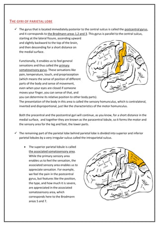 THE GYRI OF PARIETAL LOBE
 The gyrus that is located immediately posterior to the central sulcus is called the postcentral gyrus,
and it corresponds to the Brodmann areas 1,2 and 3. This gyrus is parallel to the central sulcus,
starting at the lateral fissure, ascending upward
and slightly backward to the top of the brain,
and then descending for a short distance on
the medial surface.
Functionally, it enables us to feel general
sensations and thus called the primary
somatosensory gyrus. These sensations like
pain, temperature, touch, and proprioception
(which means the sense of position of different
parts of the body and sense of movement,
even when your eyes are closed if someone
moves your finger, you can sense of that, and
you can determine its relative position to other body parts).
The presentation of the body in this area is called the sensory homunculus, which is contralateral,
inverted and disproportional, just like the characteristics of the motor homunculus.
Both the precentral and the postcentral gyri will continue, as you know, for a short distance in the
medial surface, and together they are known as the paracentral lobule, so it forms the motor and
the sensory area for the leg and foot, the lower parts.
 The remaining part of the parietal lobe behind parietal lobe is divided into superior and inferior
parietal lobules by a very irregular sulcus called the intraparietal sulcus.


The superior parietal lobule is called
the associated somatosensory area.
While the primary sensory area
enables us to feel the sensation, the
associated sensory area enables us to
appreciate sensation. For example,
we feel the pain in the postcentral
gyrus, but features like the position,
the type, and how much it is severe,
are appreciated in the associated
somatosensory area, which
corresponds here to the Brodmann
areas 5 and 7.

 