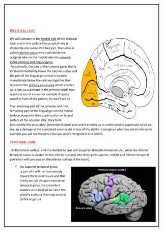OCCIPITAL LOBE
We will consider in the medial side of the occipital
lobe, and in this surface the occipital lobe is
divided by one sulcus into two gyri. The sulcus is
called calcrine sulcus which will divide the
occipital lobe on the medial side into cuneate
gyrus (cuneus) and lingual gyrus.
Functionally, the part of the cuneate gyrus that is
located immediately above the calcrine sulcus and
the part of the lingual gyrus that is located
immediately below the calcrine together they
represent the primary visual area which enables
us to see, so a damage in the primary visual area
results in loss of vision (for example if I put a
pencil in front of the patient; he won't see it)
The remaining part of the cuneate, and the
remaining part of the lingual gyri on the medial
surface along with their continuation on lateral
surface of the occipital lobe, they form
functionally the associated (secondary) visual area and it enables us to understand or appreciate what we
see, so a damage in the associated area results in loss of the ability to recognize what you see (in the same
example you will see the pencil but you won’t recognize it as a pencil).

TEMPORAL LOBE
On the lateral surface; and it is divided by two sulci (superior &middle temporal sulci, while the inferior
temporal sulcus is located on the inferior surface) into three gyri (superior, middle and inferior temporal
gyri which will continue on the inferior surface of the brain).
 the superior temporal gyrus:
a part of it will run transversely
toward the lateral fissure and that
is why we call this part transverse
temporal gyrus. Functionally it
enables us to hear so we call it the
primary auditory (hearing) area (or
cortex or gyrus).

 