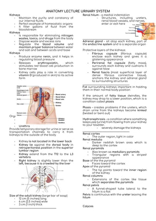 REVIEWER FOR URINARY SYSTEM - ANATOMY AND PHYSIOLOGY | DOCX