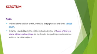 Scrotal Ridge Anatomy Lec 24 ( MGOs ).pptx ppt ppt ppt | PPTX
