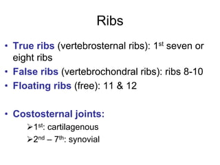 anatomy_lecture-19-ul.pdf