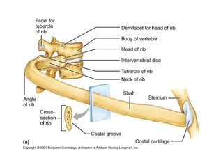 anatomy_lecture-19-ul.pdf