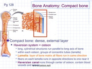Anatomy lecture | PPT