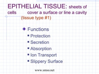 Anatomy lecture | PPT