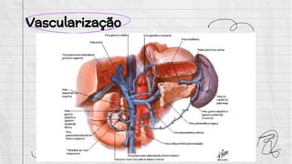 Vascularização
 