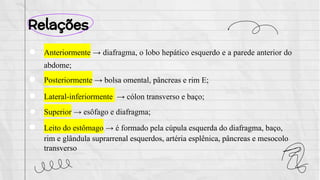 Relações
● Anteriormente → diafragma, o lobo hepático esquerdo e a parede anterior do
abdome;
● Posteriormente → bolsa omental, pâncreas e rim E;
● Lateral-inferiormente → cólon transverso e baço;
● Superior → esôfago e diafragma;
● Leito do estômago → é formado pela cúpula esquerda do diafragma, baço,
rim e glândula suprarrenal esquerdos, artéria esplênica, pâncreas e mesocolo
transverso
 