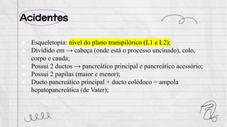 Acidentes
● Esqueletopia: nível do plano transpilórico (L1 e L2);
● Dividido em → cabeça (onde está o processo uncinado), colo,
corpo e cauda;
● Possui 2 ductos → pancreático principal e pancreático acessório;
● Possui 2 papilas (maior e menor);
● Ducto pancreático principal + ducto colédoco = ampola
hepatopancreática (de Vater);
 
