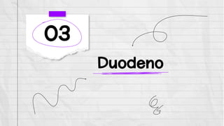Duodeno
03
 
