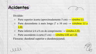 Acidentes
● Dividido:
○ Parte superior àcurta (aproximadamente 5 cm) → vértebra LI;
○ Parte descendente à mais longa (7 a 10 cm) → vértebras LI a
LIII;
○ Parte inferior à 6 a 8 cm de comprimento → vértebra LIII;
○ Parte ascendente à curta (5 cm) → vértebra LIII até LII;
● Flexuras: duodenal superior e duodenojejunal;
 