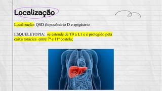 Localização
Localização: QSD (hipocôndrio D e epigástrio
ESQUELETOPIA: se estende de T9 a L1 e é protegido pela
caixa torácica entre 7ª e 11ª costela;
 
