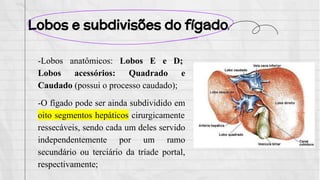 Lobos e subdivisões do fígado
-Lobos anatômicos: Lobos E e D;
Lobos acessórios: Quadrado e
Caudado (possui o processo caudado);
-O fígado pode ser ainda subdividido em
oito segmentos hepáticos cirurgicamente
ressecáveis, sendo cada um deles servido
independentemente por um ramo
secundário ou terciário da tríade portal,
respectivamente;
 