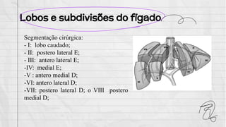 Lobos e subdivisões do fígado
Segmentação cirúrgica:
- I: lobo caudado;
- II: postero lateral E;
- III: antero lateral E;
-IV: medial E;
-V : antero medial D;
-VI: antero lateral D;
-VII: postero lateral D; o VIII postero
medial D;
 