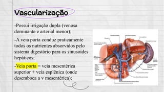 Vascularização
-Possui irrigação dupla (venosa
dominante e arterial menor);
-A veia porta conduz praticamente
todos os nutrientes absorvidos pelo
sistema digestório para os sinusoides
hepáticos;
-Veia porta = veia mesentérica
superior + veia esplênica (onde
desemboca a v mesentérica);
 