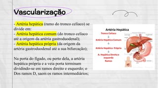Vascularização
- Artéria hepática (ramo do tronco celíaco) se
divide em:
- Artéria hepática comum (do tronco celíaco
até a origem da artéria gastroduodenal);
- Artéria hepática própria (da origem da
artéria gastroduodenal até a sua bifurcação);
Na porta do fígado, ou perto dela, a artéria
hepática própria e a veia porta terminam
dividindo-se em ramos direito e esquerdo; o
Dos ramos D, saem os ramos intermediários;
 