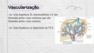 Vascularização
-As veias hepáticas D, intermediárias e E são
formadas pelas veias coletoras que são
formadas pelas veias centrais;
-As veias hepáticas se depositam na VCI;
 